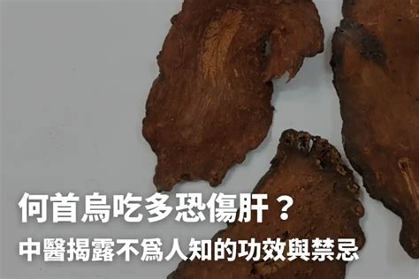 何首烏雞湯功效|何首烏秋冬進補怎麼吃？醫列功效禁忌＋何首烏藥膳做。